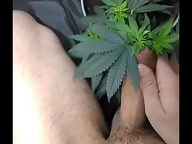 d. gay jerking off for a plant